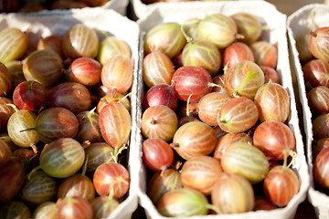 Image showing fresh tasty gooseberries macro closeup on market outdoor