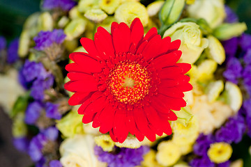 Image showing beautiful colorful collection of flowers spring summer celebration