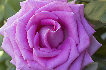 Image showing Beautiful blossoming rose against the green of the leaves