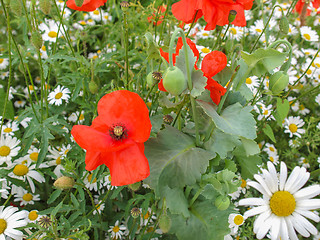 Image showing Papaver flower