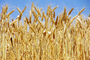 Image showing Ripe spikes of wheat