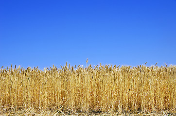 Image showing Ripe spikes of wheat