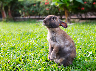 Image showing little rabbit in the garden grass