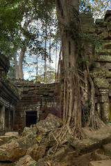 Image showing Giant tree covering the stones of Ta Prohm temple in Angkor Wat