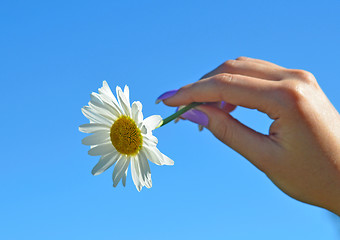 Image showing camomile