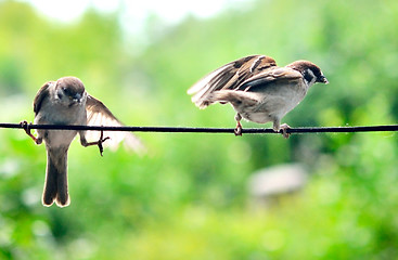 Image showing two sparrows