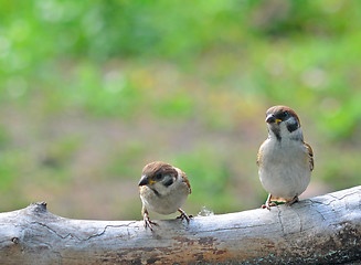 Image showing sparrows
