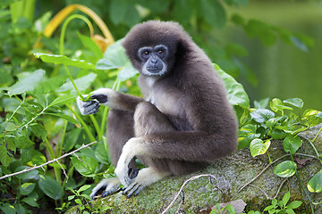 Image showing Gibbon Monkey