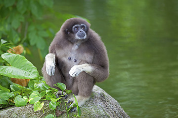 Image showing Gibbon Monkey