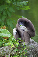 Image showing Gibbon Monkey