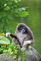 Image showing Gibbon Monkey