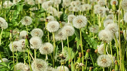 Image showing fluffy dandelion