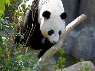 Image showing Giant Panda