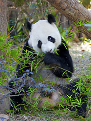 Image showing Giant Panda