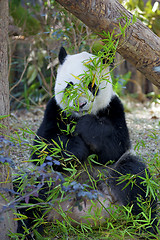 Image showing Giant Panda