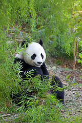 Image showing Giant Panda