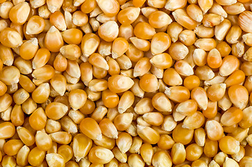 Image showing Background of corn grains