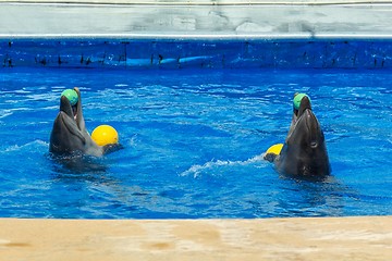 Image showing Two dolphins dancing