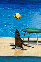 Image showing Fur seal with ball