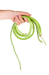 Image showing Hand hold fresh long beans (Vigna unguiculata)