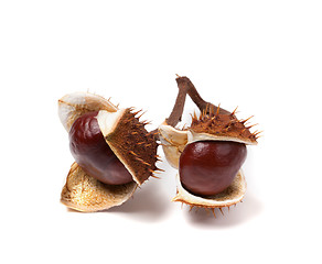 Image showing Two horse chestnuts inside dry peel