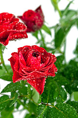 Image showing red roses with water drops