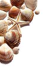 Image showing sea shells and star 