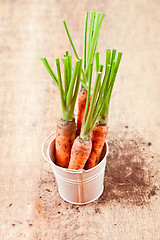 Image showing fresh carrots bunch in white bucket 