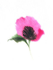 Image showing Watercolour of a pink flower