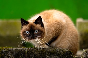 Image showing Abandoned cat outdoors