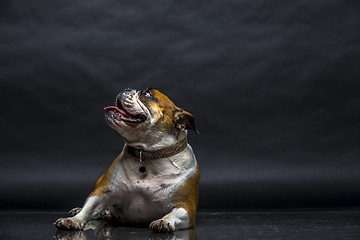 Image showing Young bulldog in studio