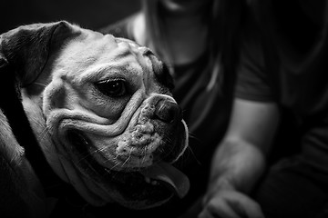 Image showing Young bulldog in studio