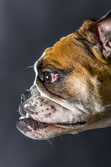 Image showing Young bulldog in studio