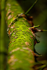 Image showing Tree trunk with some moss