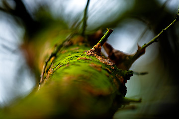 Image showing Tree trunk with some moss