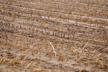 Image showing Dry cultivated land with dead plants