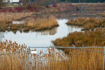 Image showing Dangerous swamp closed with metal fence