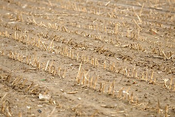 Image showing Dry cultivated land with dead plants