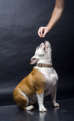 Image showing Young bulldog in studio