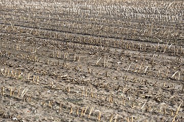 Image showing Dry cultivated land with dead plants