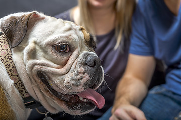 Image showing Young bulldog in studio