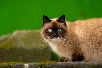 Image showing Abandoned cat outdoors