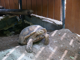 Image showing land turtle