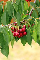 Image showing cherry fruits in the tree