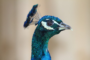 Image showing colorful peacock portrait