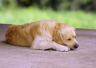 Image showing golden retriever chewing a stick