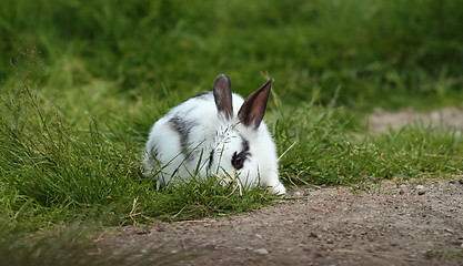 Image showing little white rabbit hiding in the grass