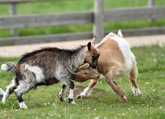 Image showing playing young goats