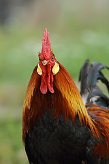 Image showing portrait of majestic rooster