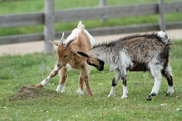 Image showing two goats playing